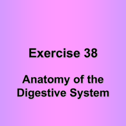 Exercise 38 anatomy of the digestive system