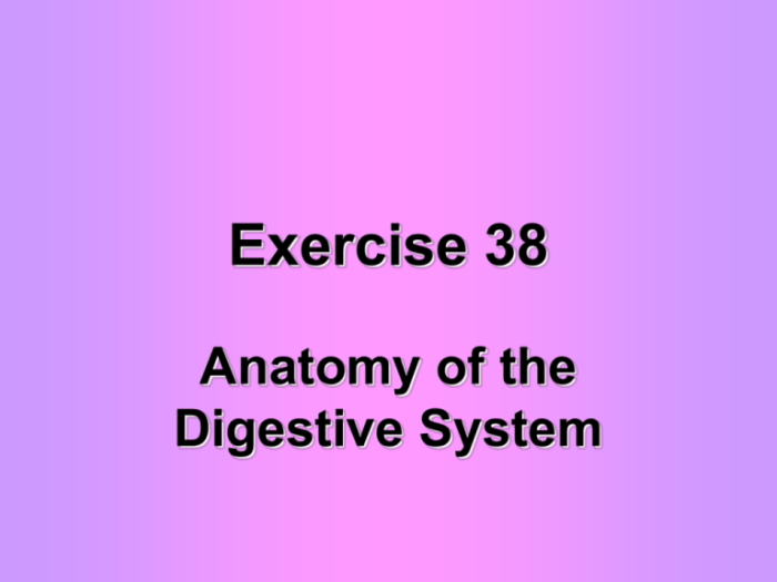 Exercise 38 anatomy of the digestive system