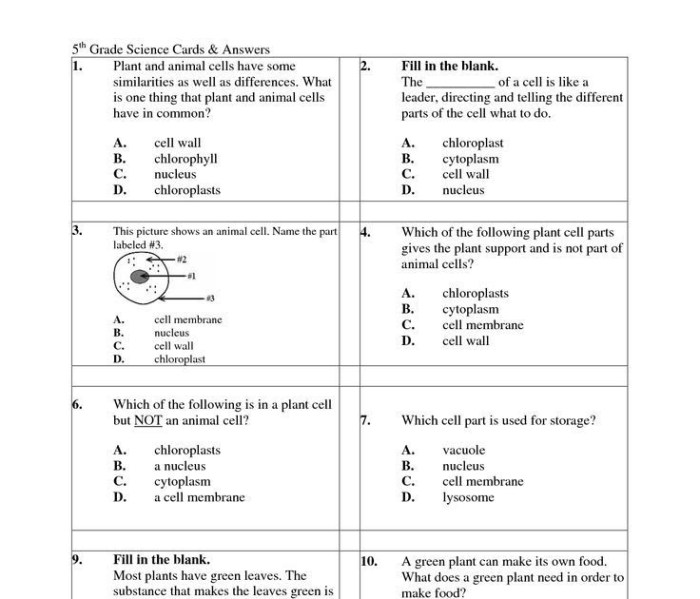 The shapes of bacteria worksheet answer key