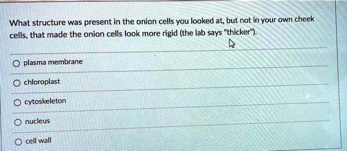 Onion cells cell epidermis bulb tobi looking