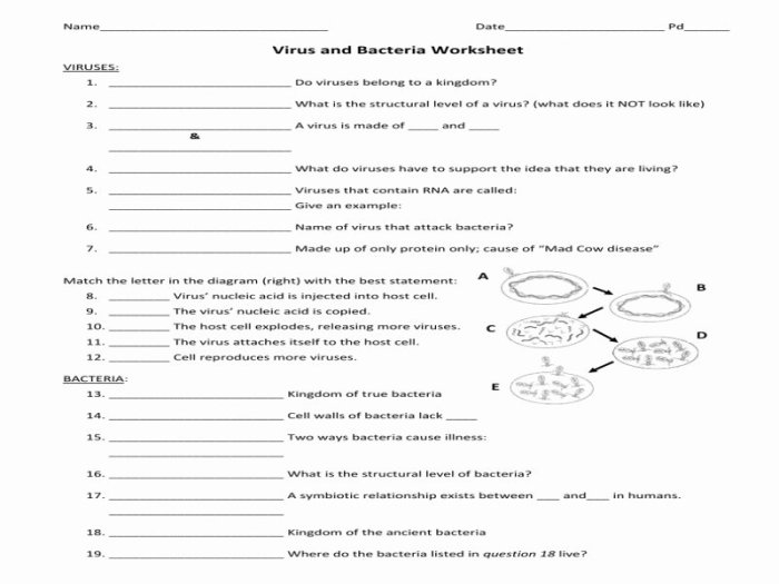 The shapes of bacteria worksheet answer key