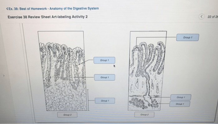 Exercise 38 anatomy of the digestive system