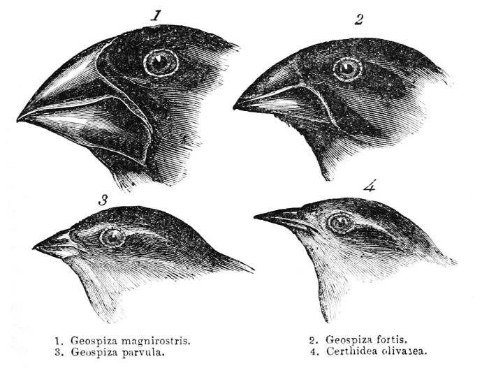 Darwin finches galapagos theory finch darwins islands onheilspellende voyage zoals soorten zag vink drie eilanden nrc answers thoughtco consument stelt