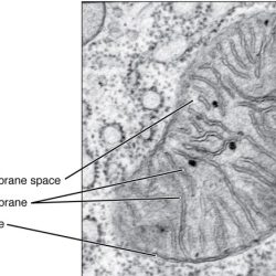 Electron micrograph nucleus micrographs histology