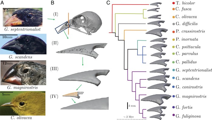 Origin of species the beak of the finch answers